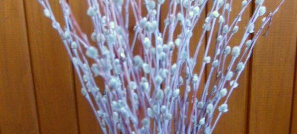 palm-sunday